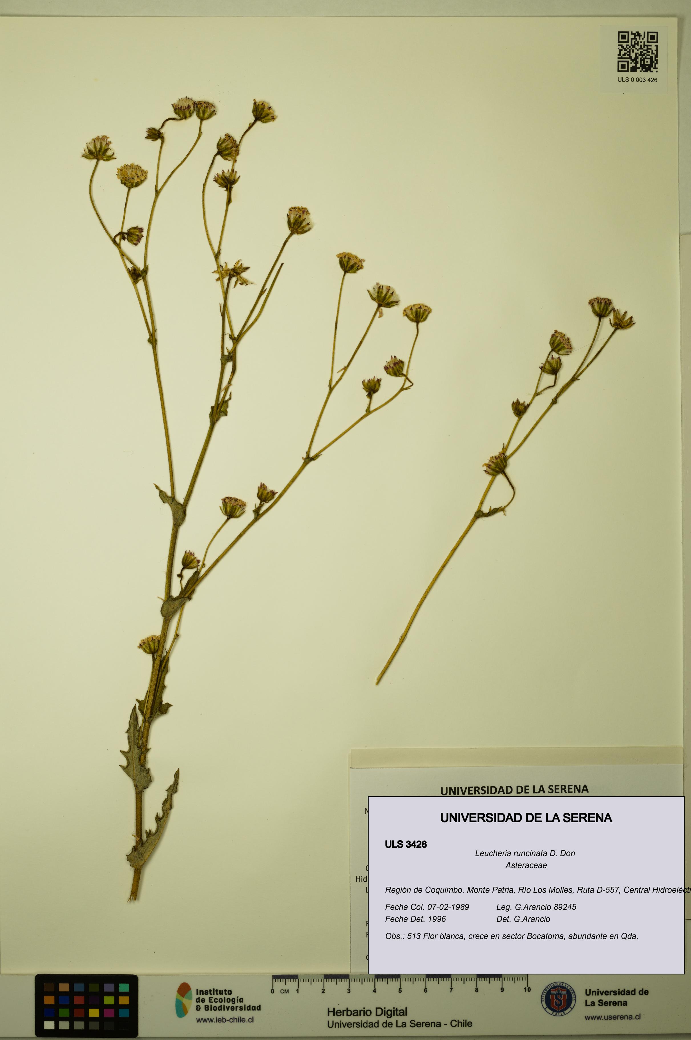 Leucheria runcinata [Espécimen: ULS:ULS:0003426]