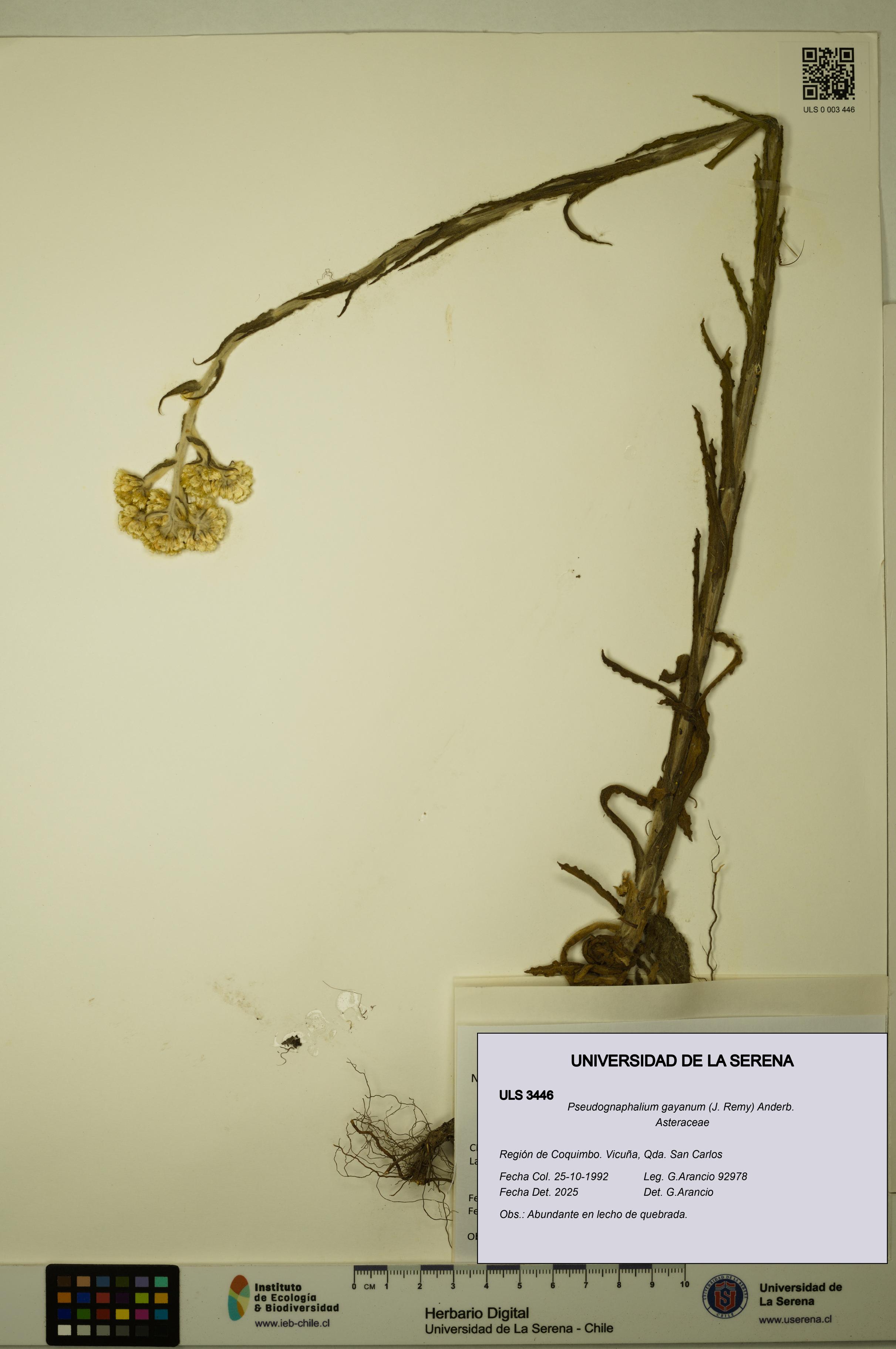 Pseudognaphalium gayanum [Espécimen: ULS:ULS:0003446]