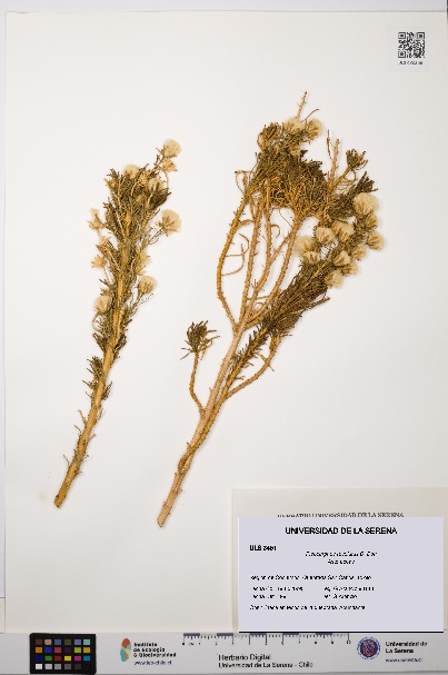 Pleocarphus revolutus [Espécimen: ULS:ULS:0003451]