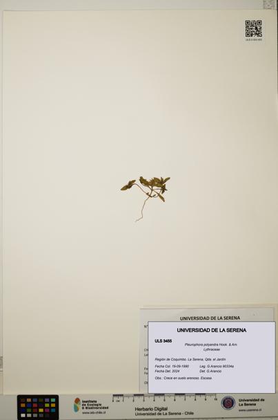 Pleurophora polyandra [Espécimen: ULS:ULS:0003455]