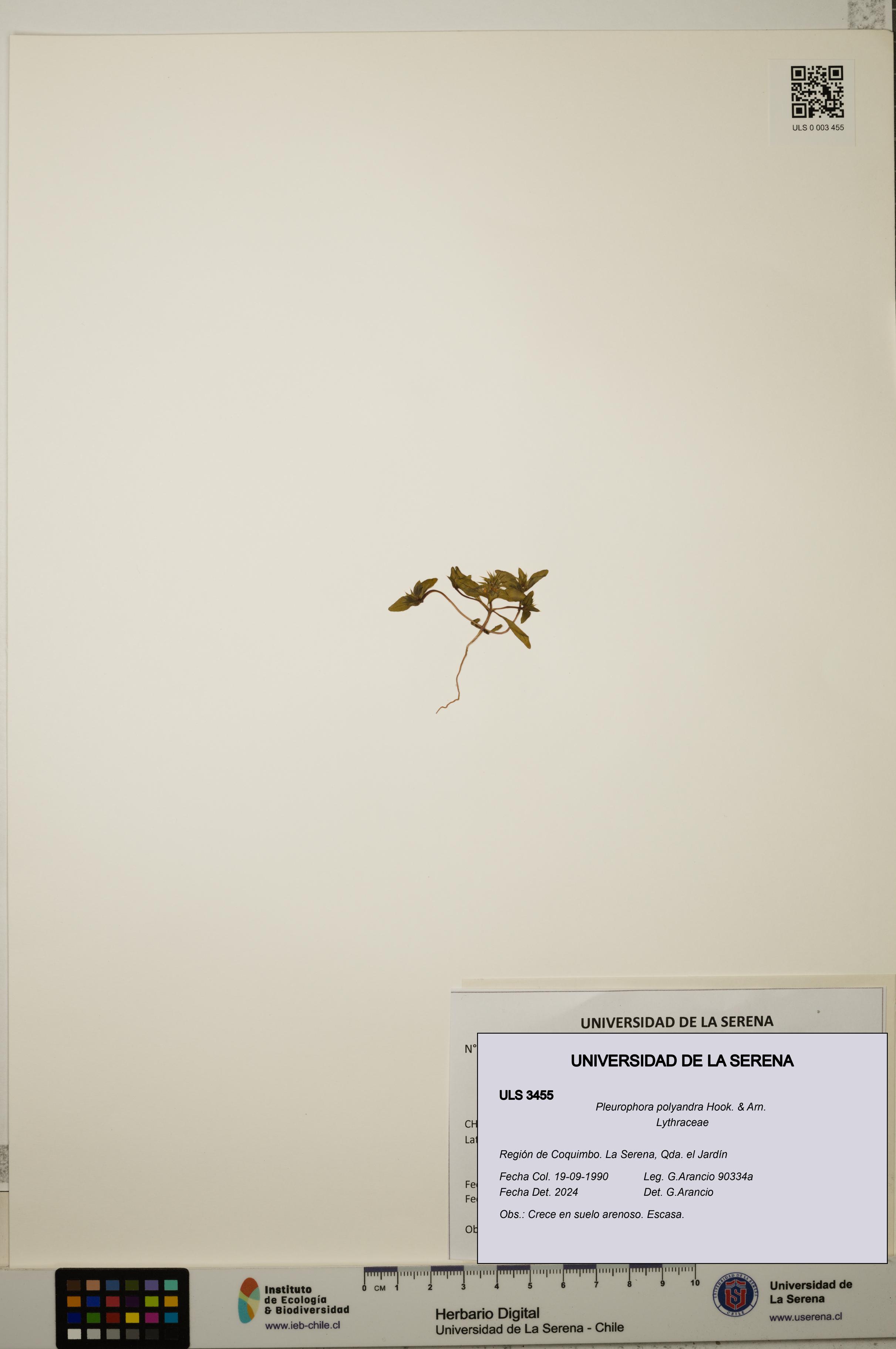 Pleurophora polyandra [Espécimen: ULS:ULS:0003455]