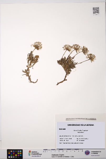 Senecio hickenii [Espécimen: ULS:ULS:0003466]