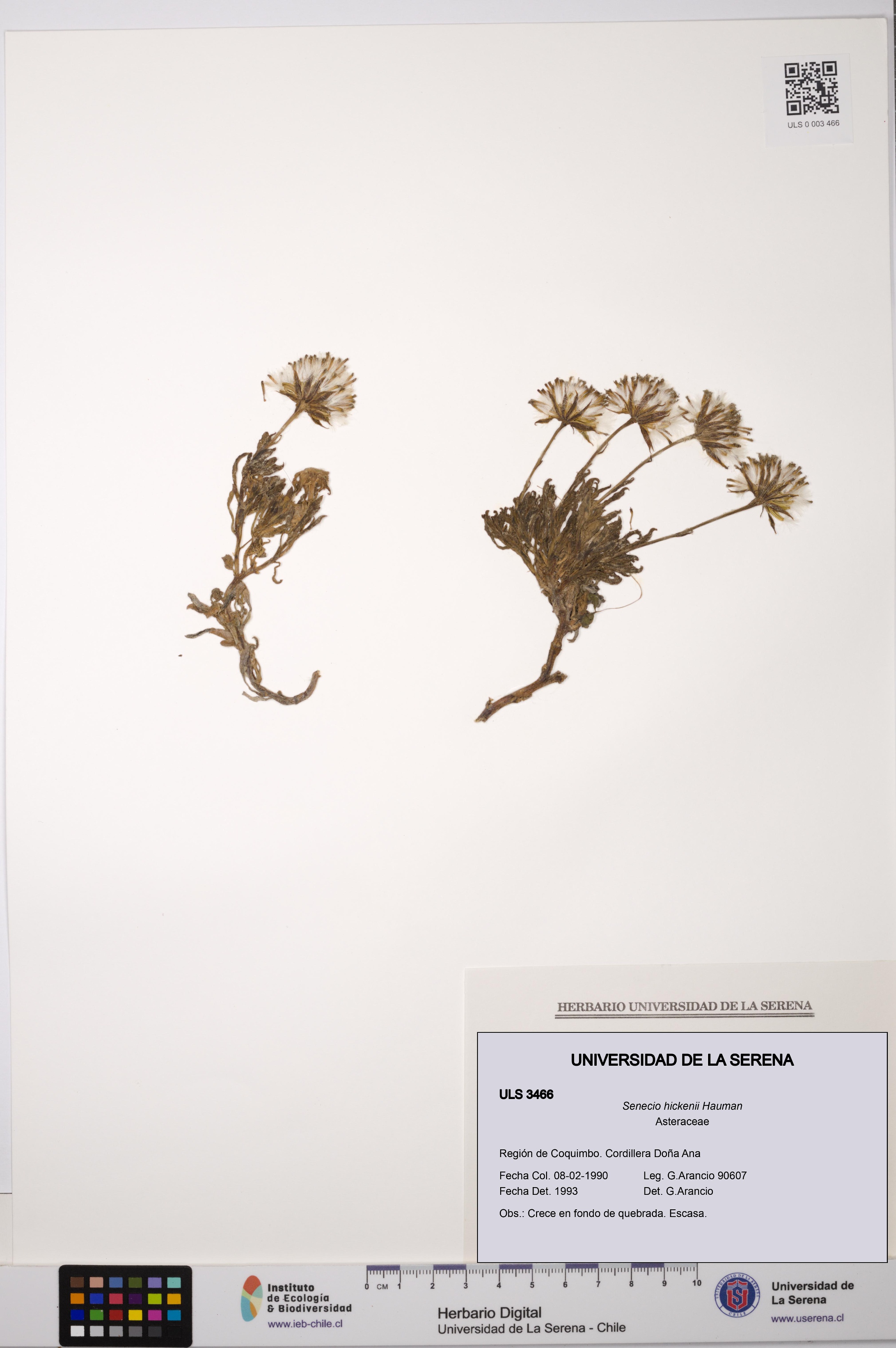 Senecio hickenii [Espécimen: ULS:ULS:0003466]