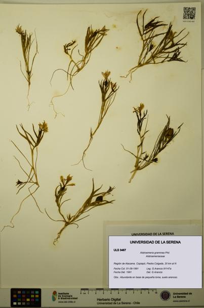 Alstroemeria graminea [Espécimen: ULS:ULS:0003467]