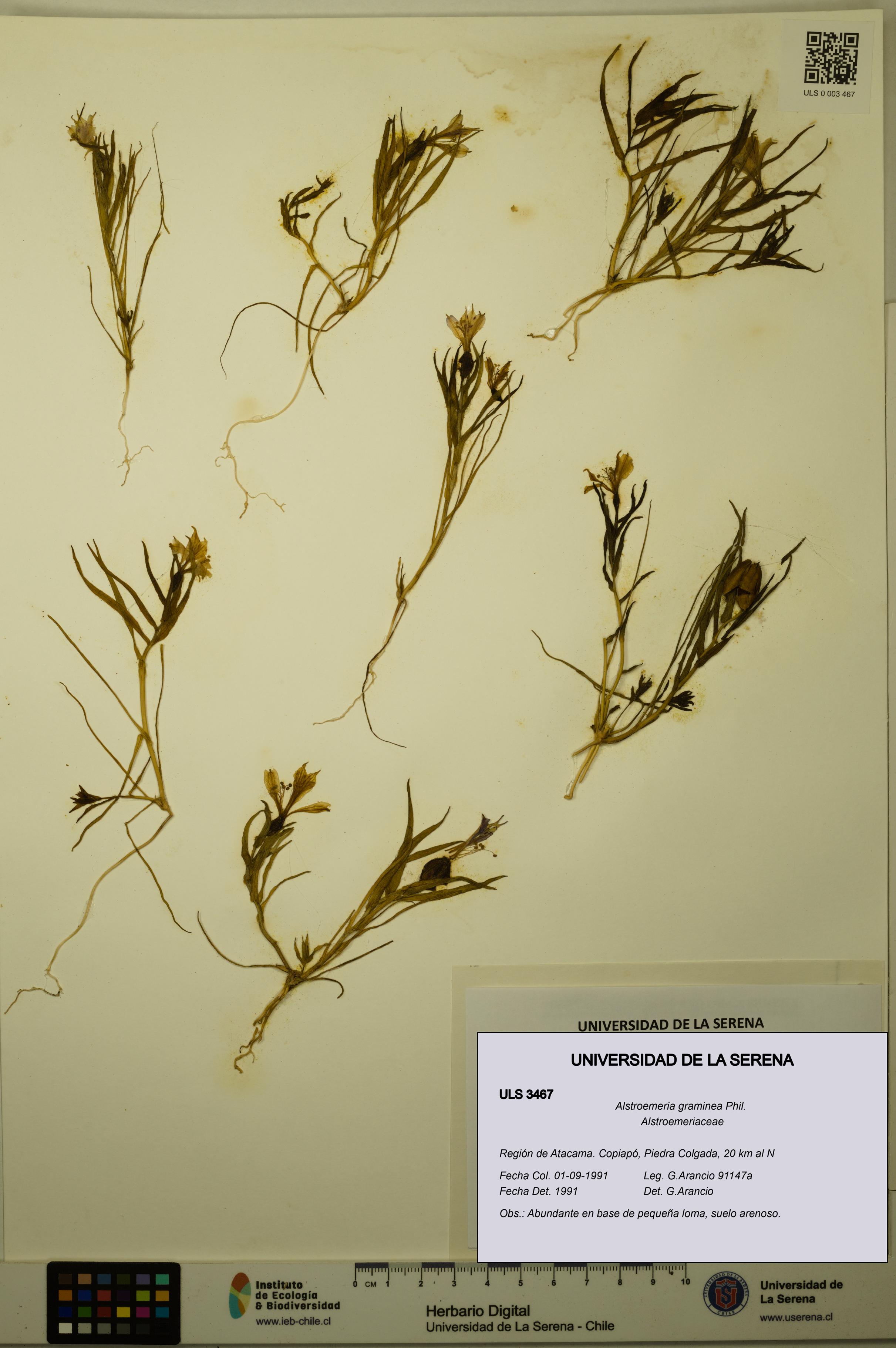 Alstroemeria graminea [Espécimen: ULS:ULS:0003467]