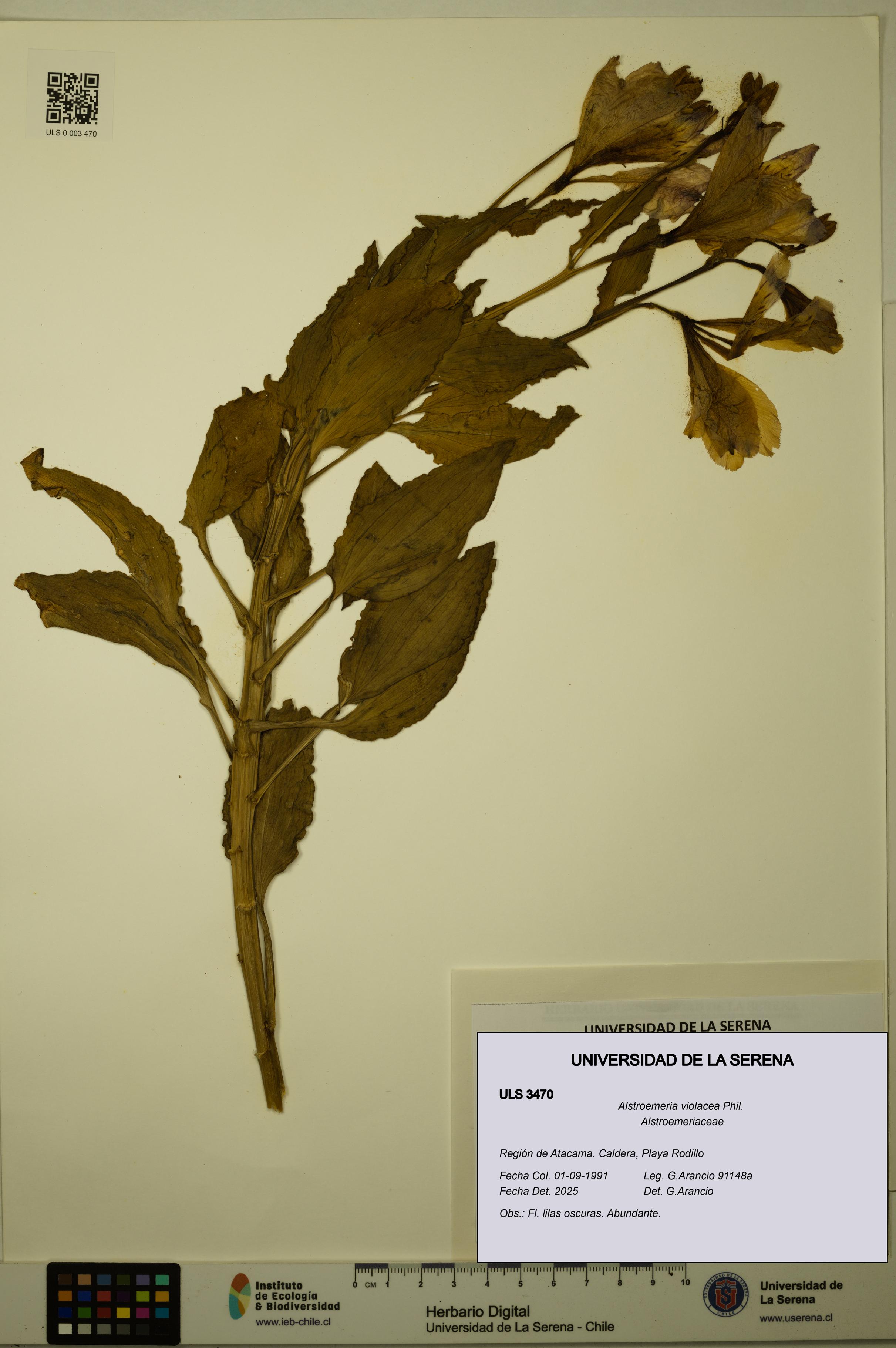 Alstroemeria violacea [Espécimen: ULS:ULS:0003470]