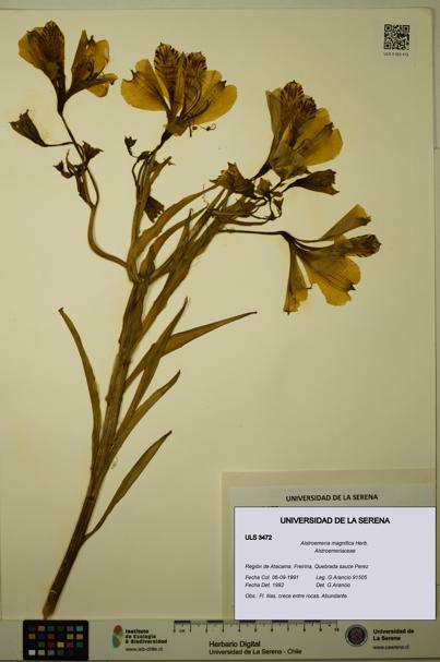 Alstroemeria magnifica [Espécimen: ULS:ULS:0003472]