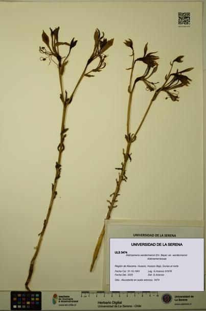 Alstroemeria werdermannii var. werdermannii [Espécimen: ULS:ULS:0003474]
