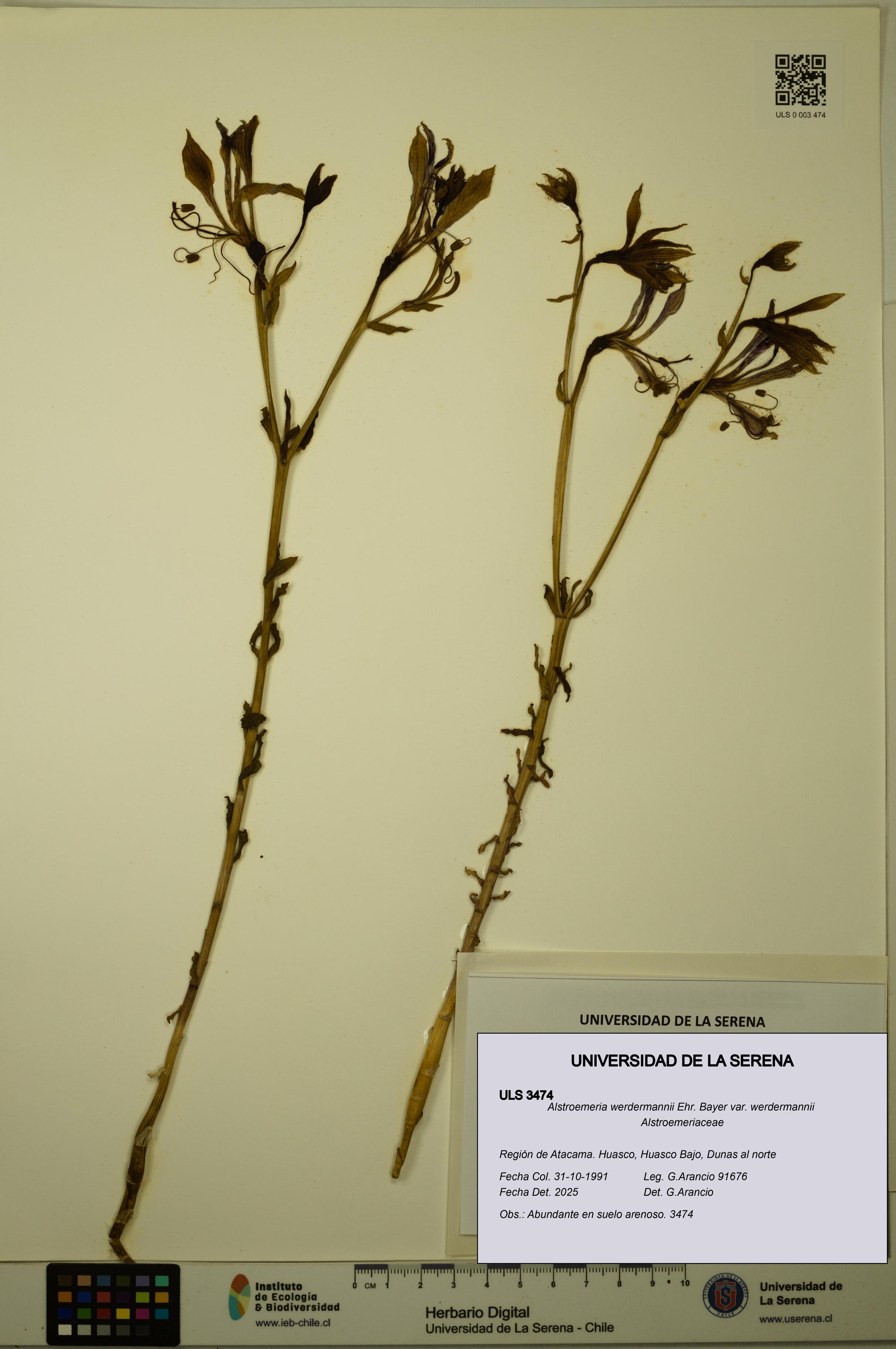 Alstroemeria werdermannii var. werdermannii [Espécimen: ULS:ULS:0003474]