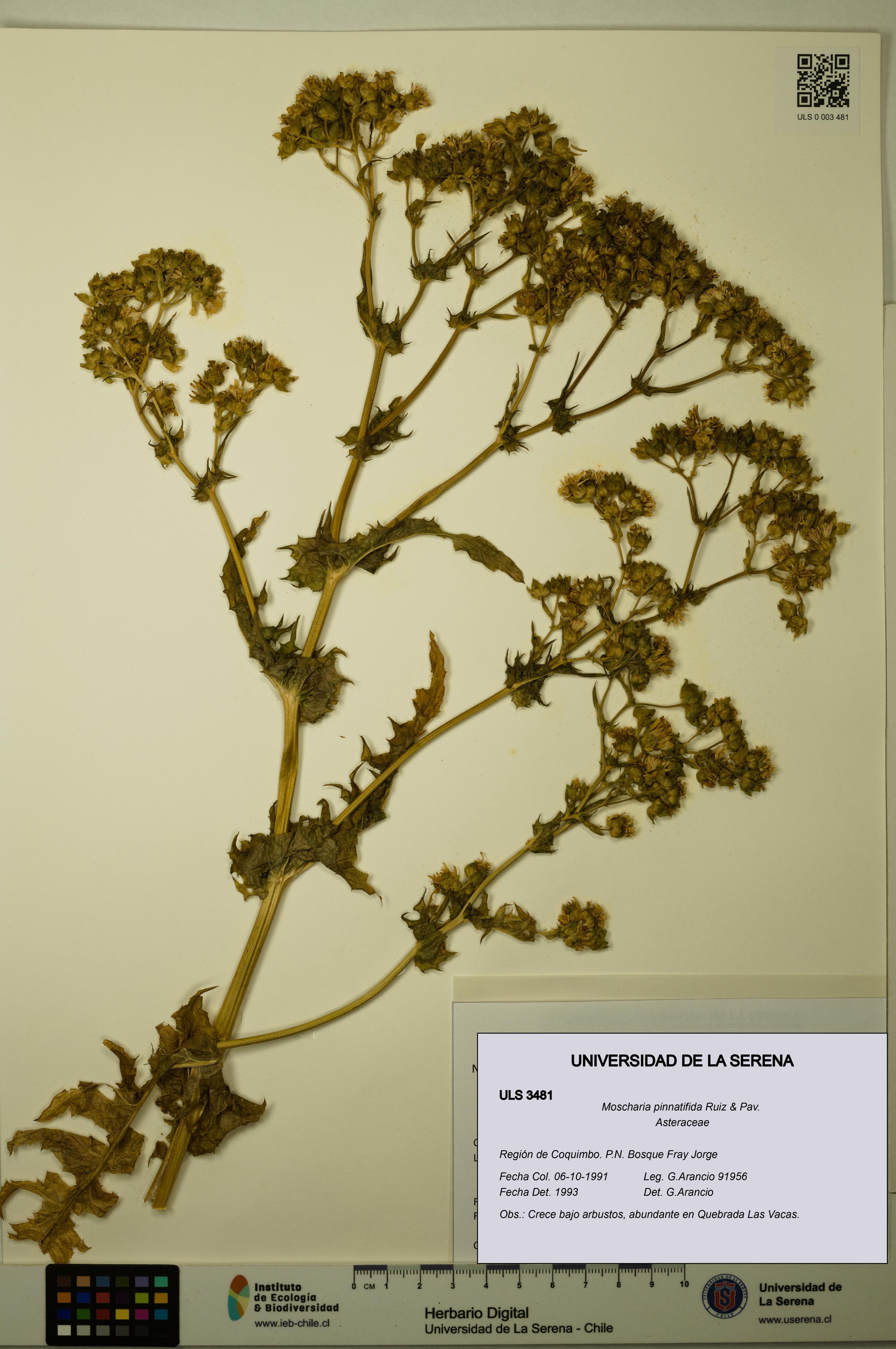 Moscharia pinnatifida [Espécimen: ULS:ULS:0003481]