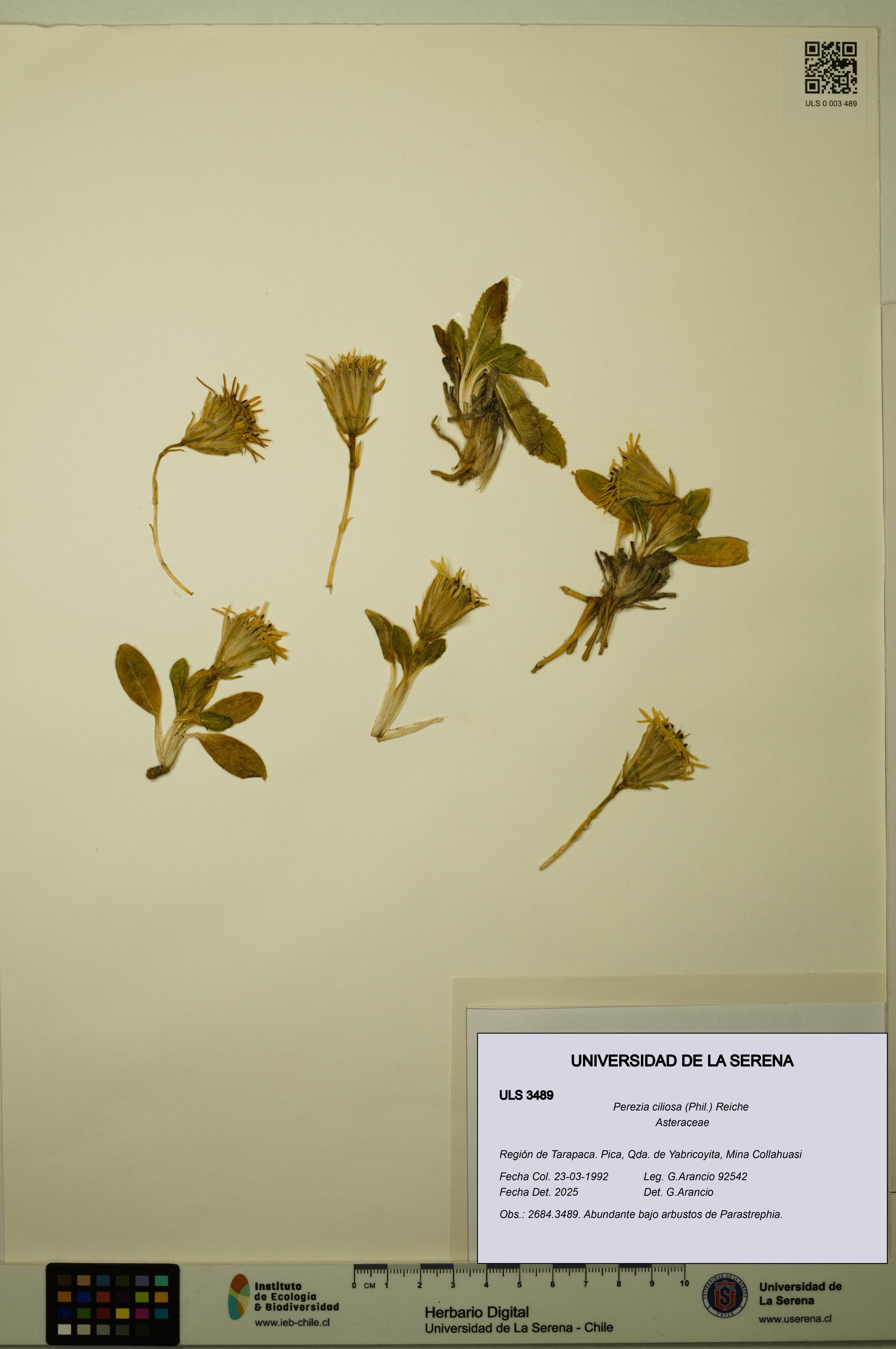 Perezia ciliosa [Espécimen: ULS:ULS:0003489]