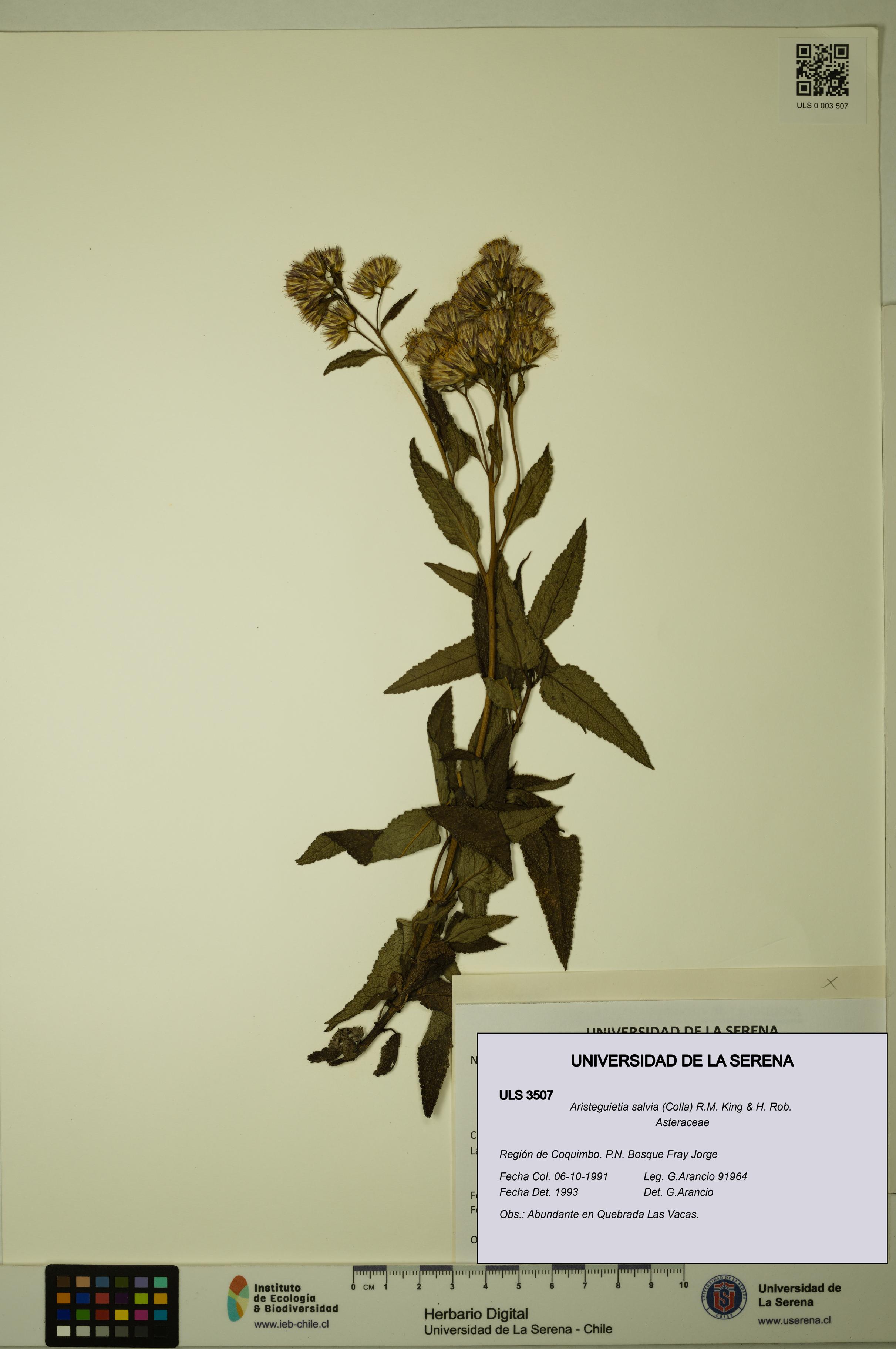 Aristeguietia salvia [Espécimen: ULS:ULS:0003507]