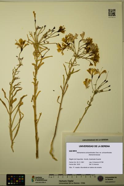 Alstroemeria schizanthoides var. schizanthoides [Espécimen: ULS:ULS:0003513]