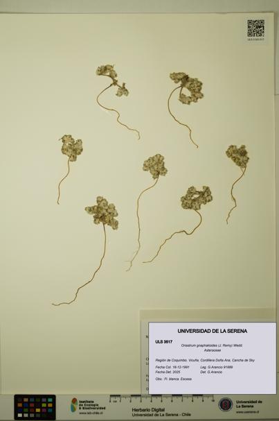Oriastrum gnaphalioides [Espécimen: ULS:ULS:0003517]