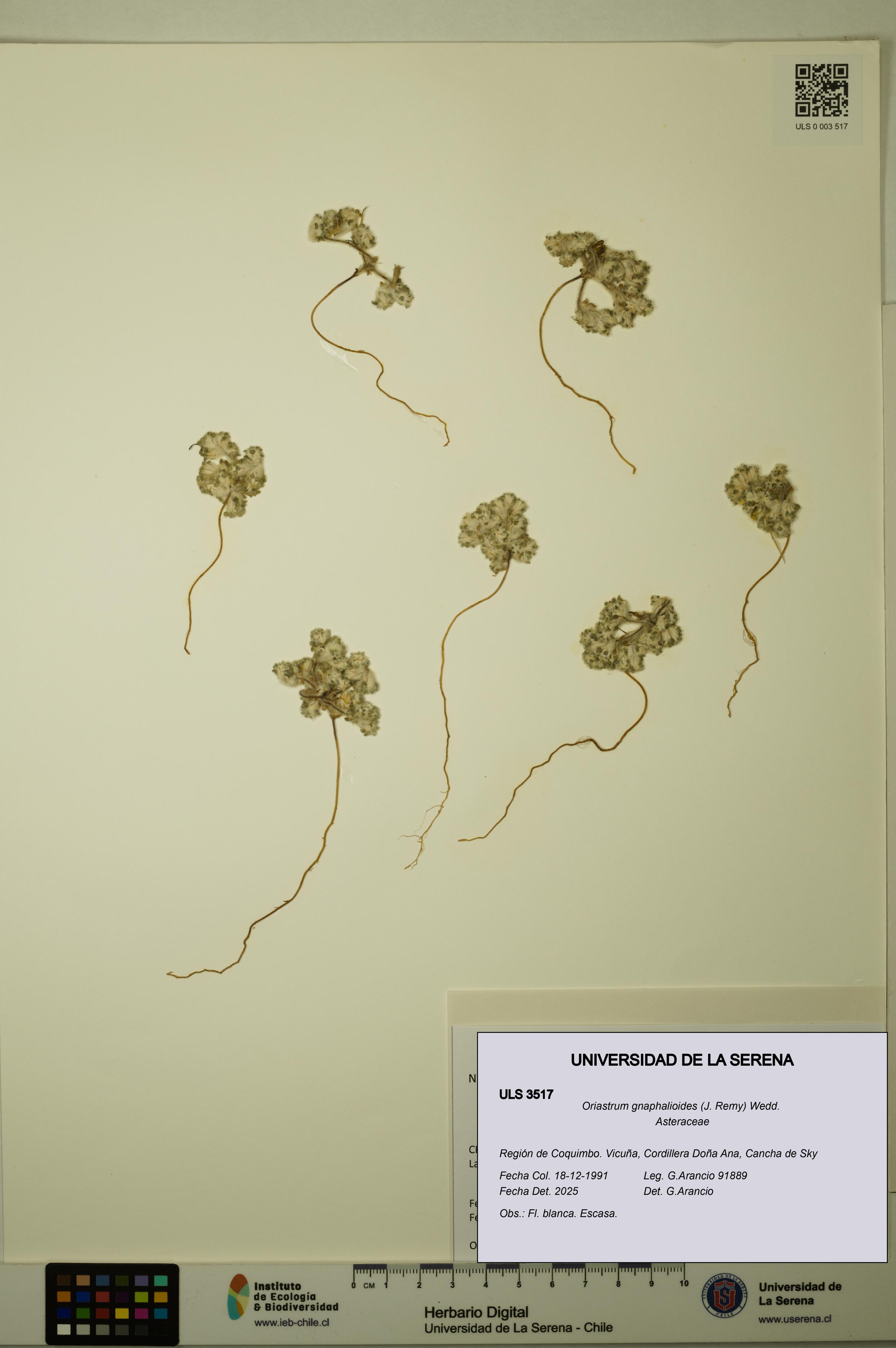Oriastrum gnaphalioides [Espécimen: ULS:ULS:0003517]