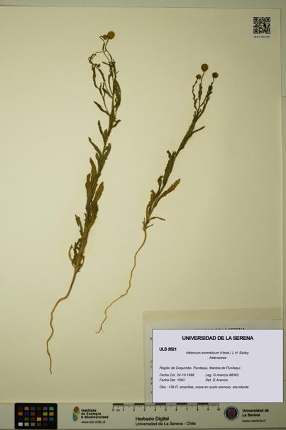 Helenium aromaticum [Espécimen: ULS:ULS:0003521]