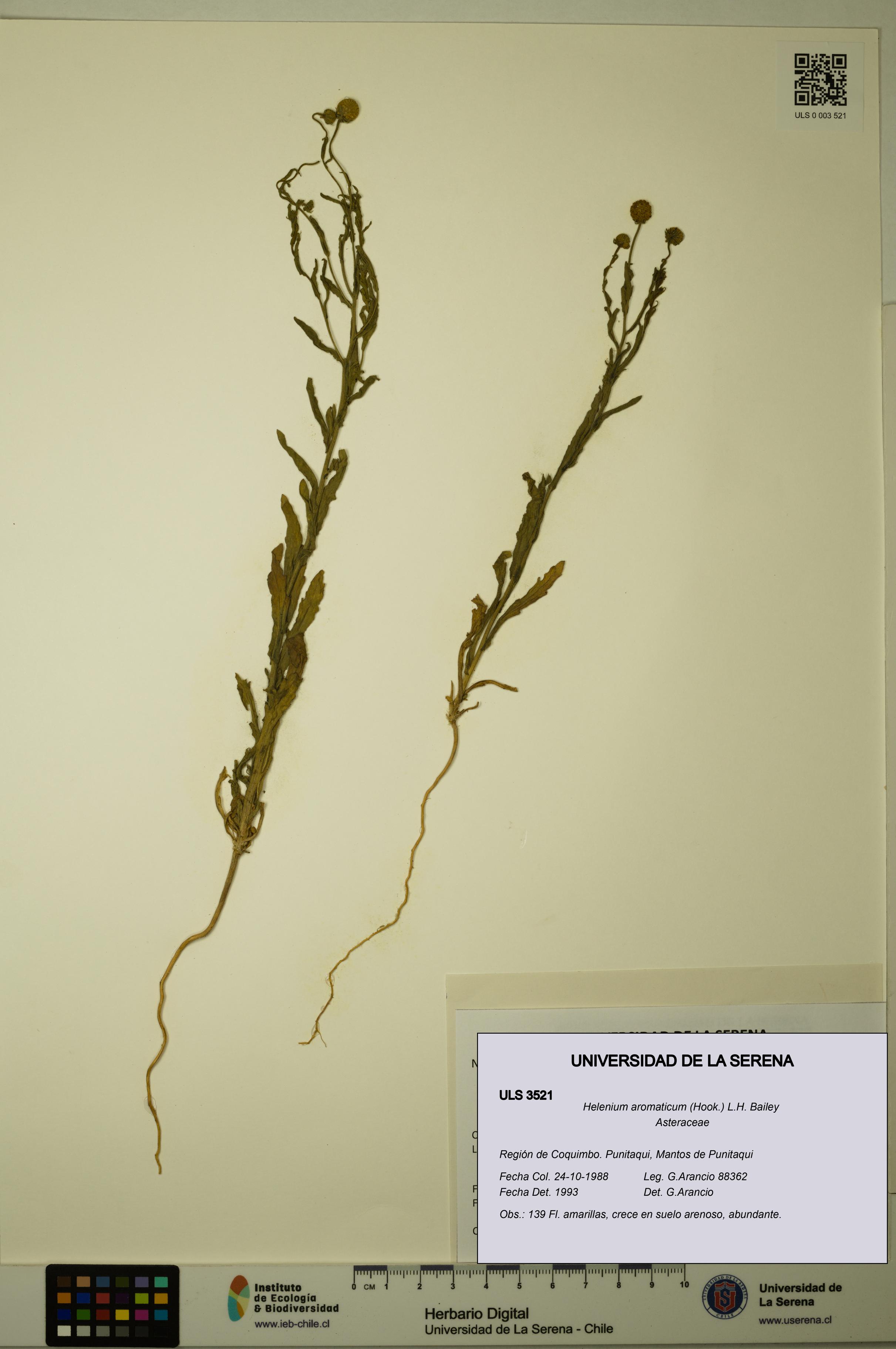 Helenium aromaticum [Espécimen: ULS:ULS:0003521]