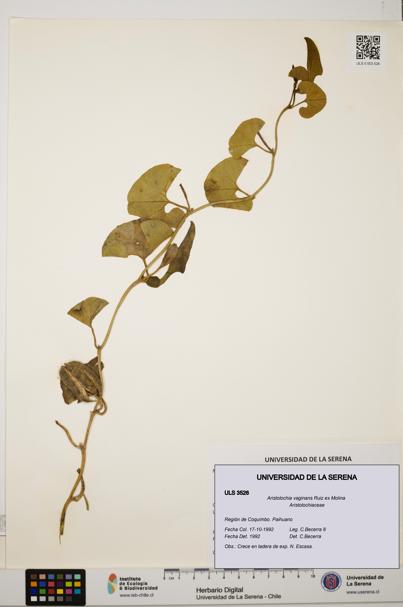 Aristolochia vaginans [Espécimen: ]