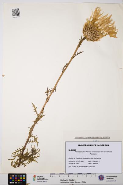 Plectocephalus chilensis var. chilensis [Espécimen: ULS:ULS:0003528]