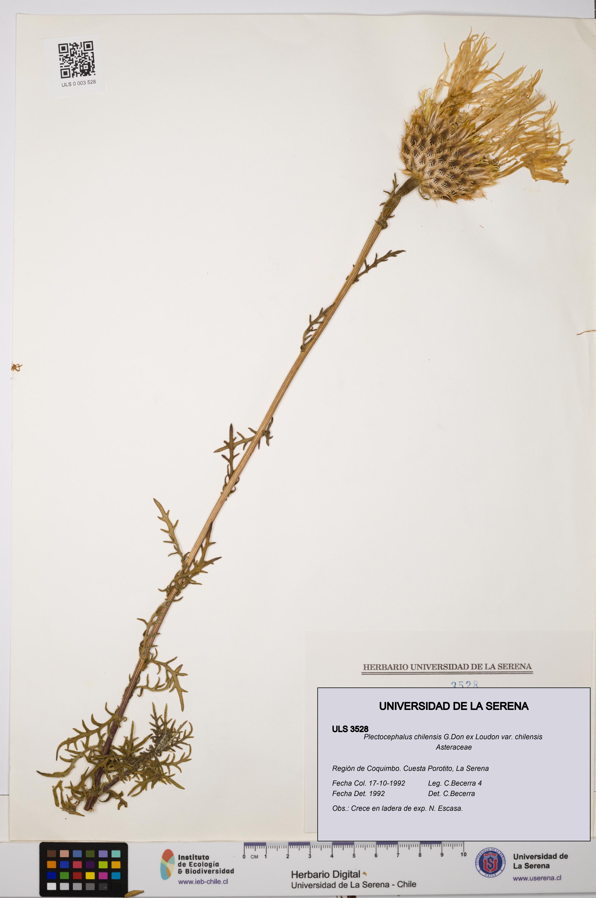 Plectocephalus chilensis var. chilensis [Espécimen: ULS:ULS:0003528]