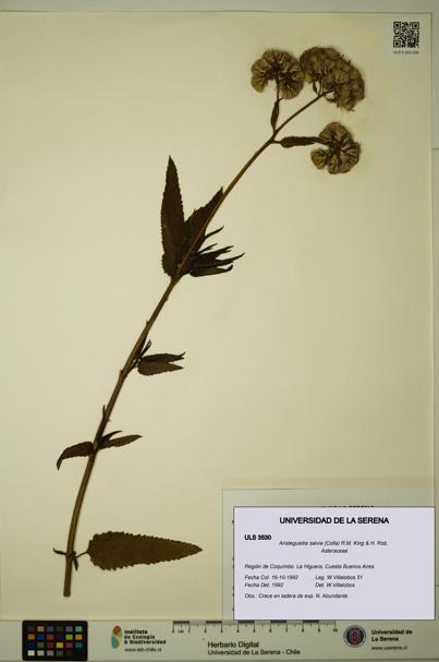 Aristeguietia salvia [Espécimen: ULS:ULS:0003530]