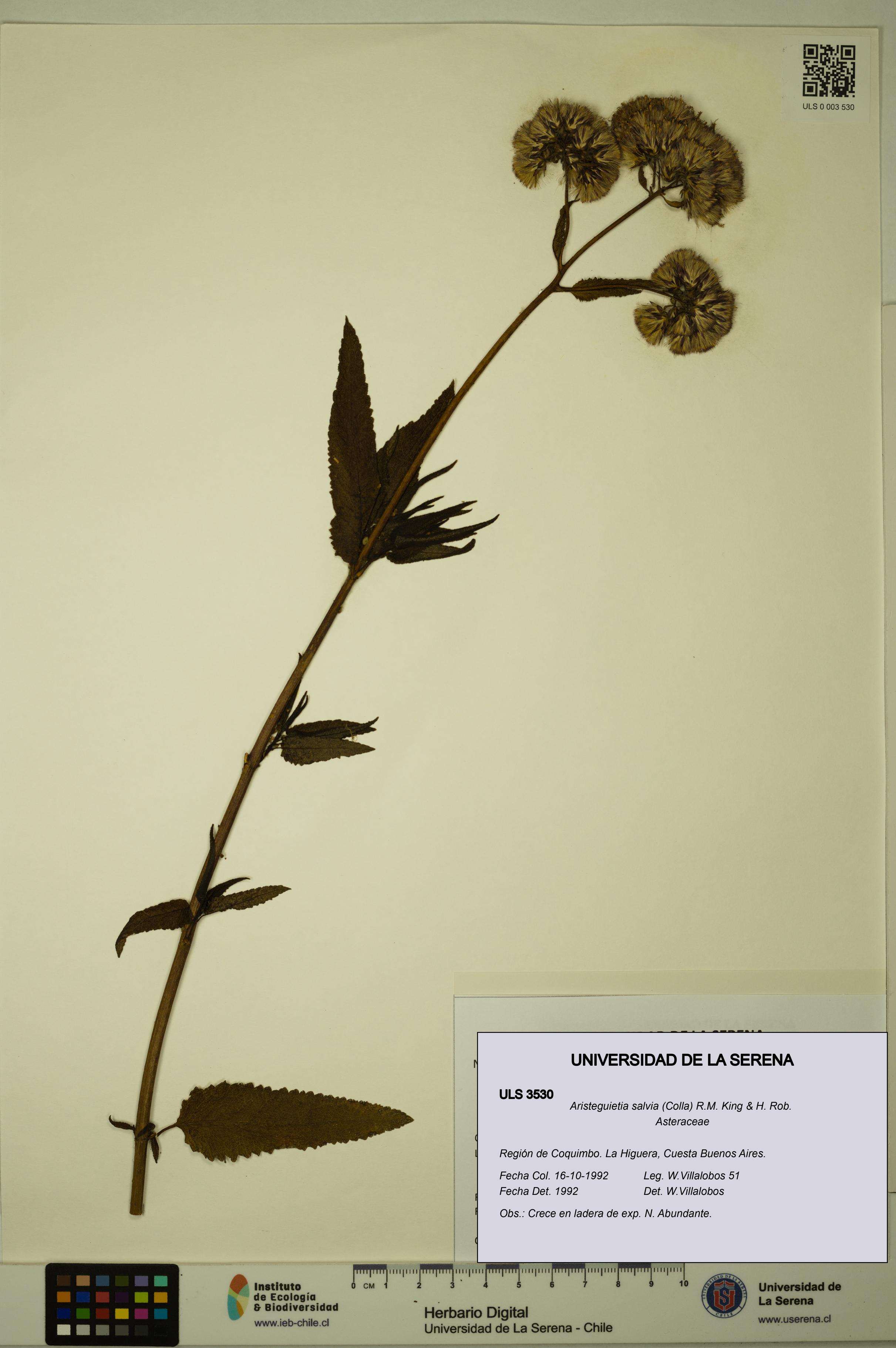 Aristeguietia salvia [Espécimen: ULS:ULS:0003530]