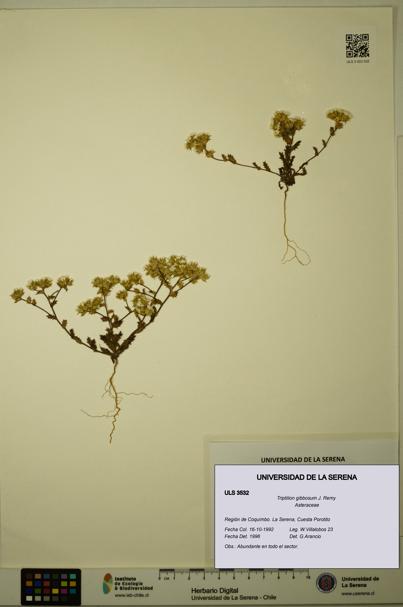 Triptilion gibbosum [Espécimen: ULS:ULS:0003532]