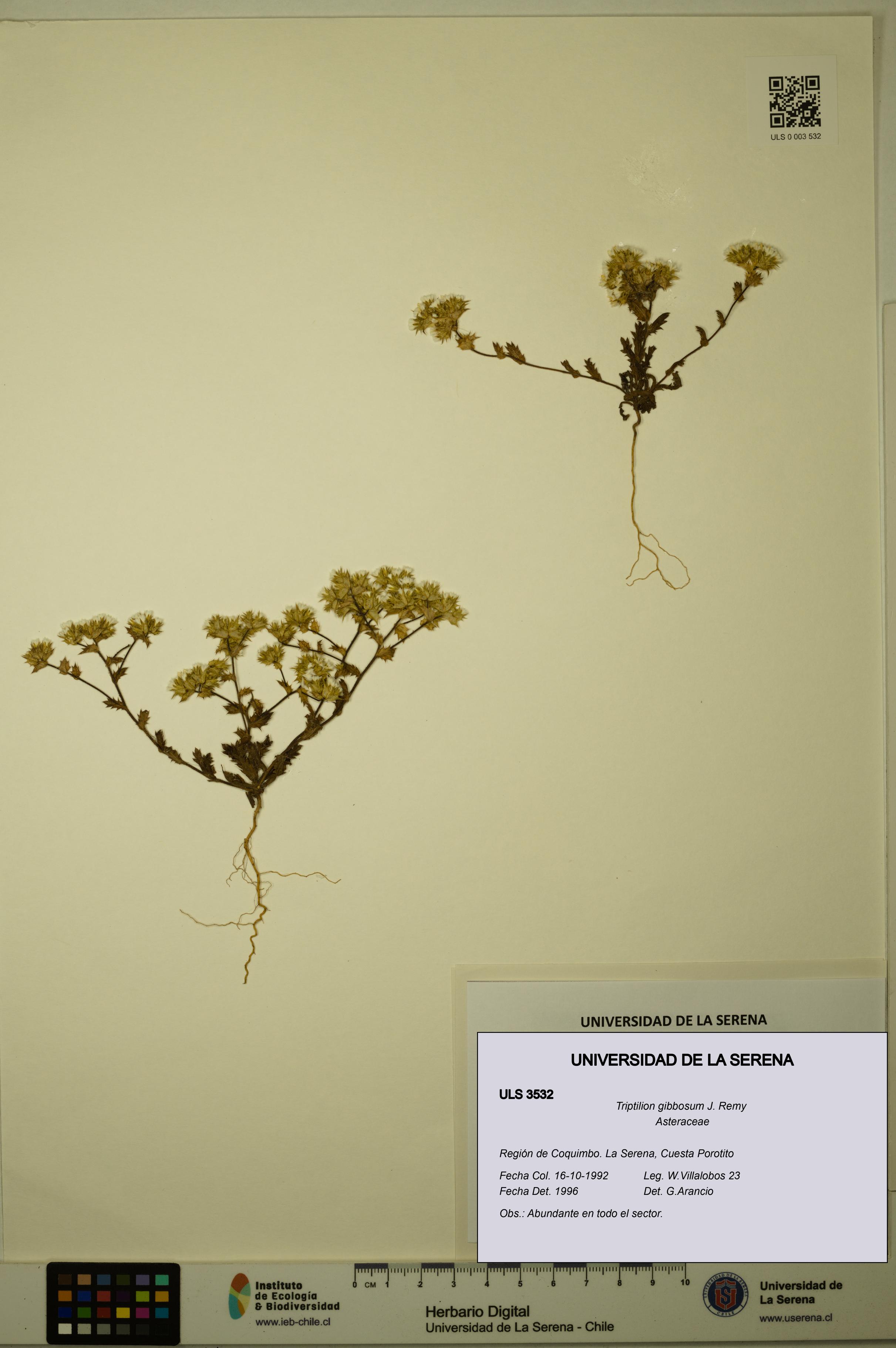 Triptilion gibbosum [Espécimen: ULS:ULS:0003532]