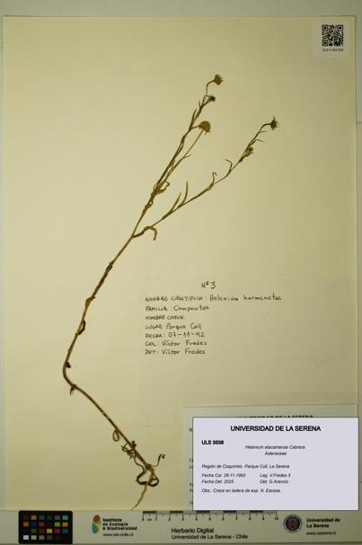 Helenium atacamense [Espécimen: ULS:ULS:0003538]