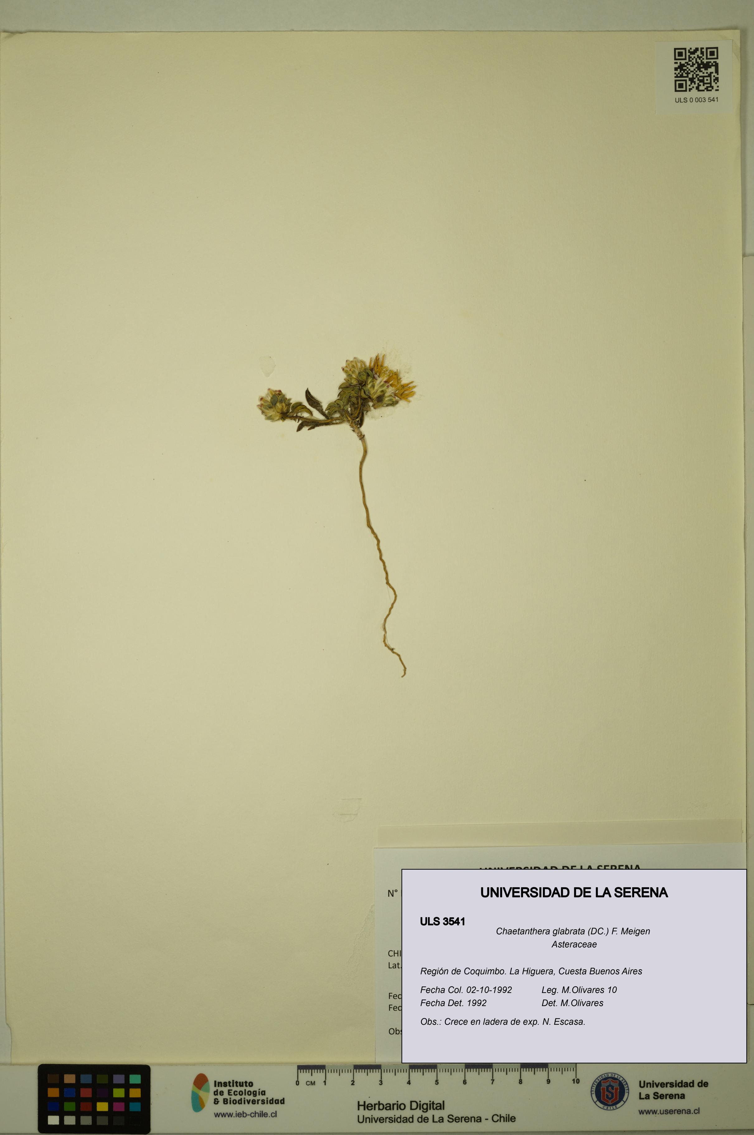 Chaetanthera glabrata [Espécimen: ULS:ULS:0003541]