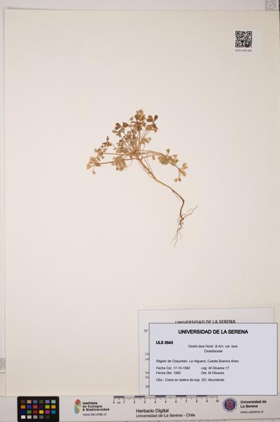 Oxalis laxa var. laxa [Espécimen: ULS:ULS:0003543]