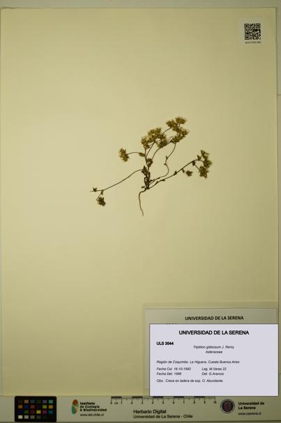 Triptilion gibbosum [Espécimen: ULS:ULS:0003544]
