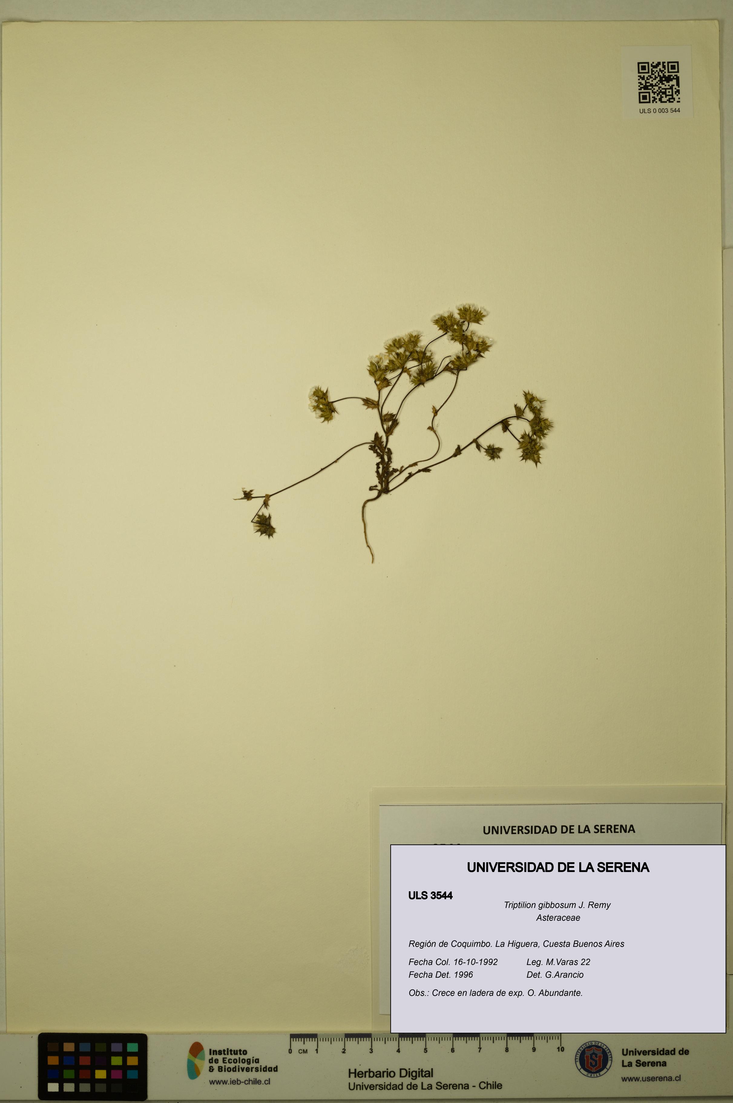 Triptilion gibbosum [Espécimen: ULS:ULS:0003544]