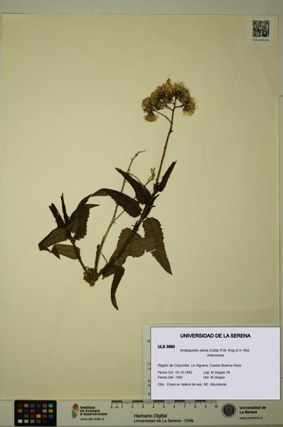 Aristeguietia salvia [Espécimen: ULS:ULS:0003550]