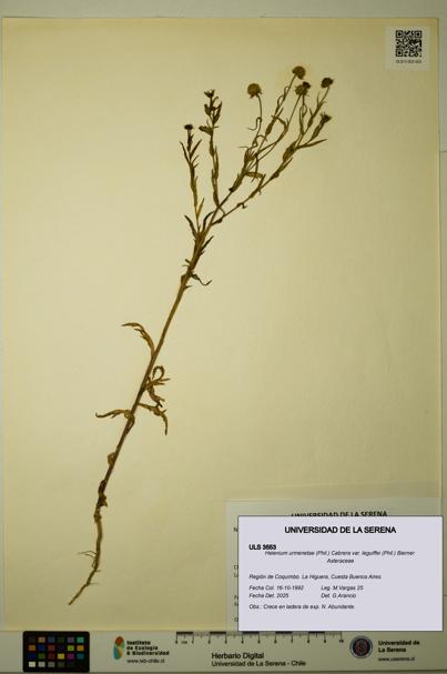 Helenium urmenetae var. leguiffei [Espécimen: ULS:ULS:0003553]
