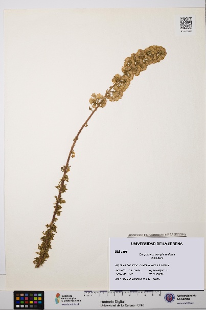 Ophryosporus triangularis [Espécimen: ULS:ULS:0003555]