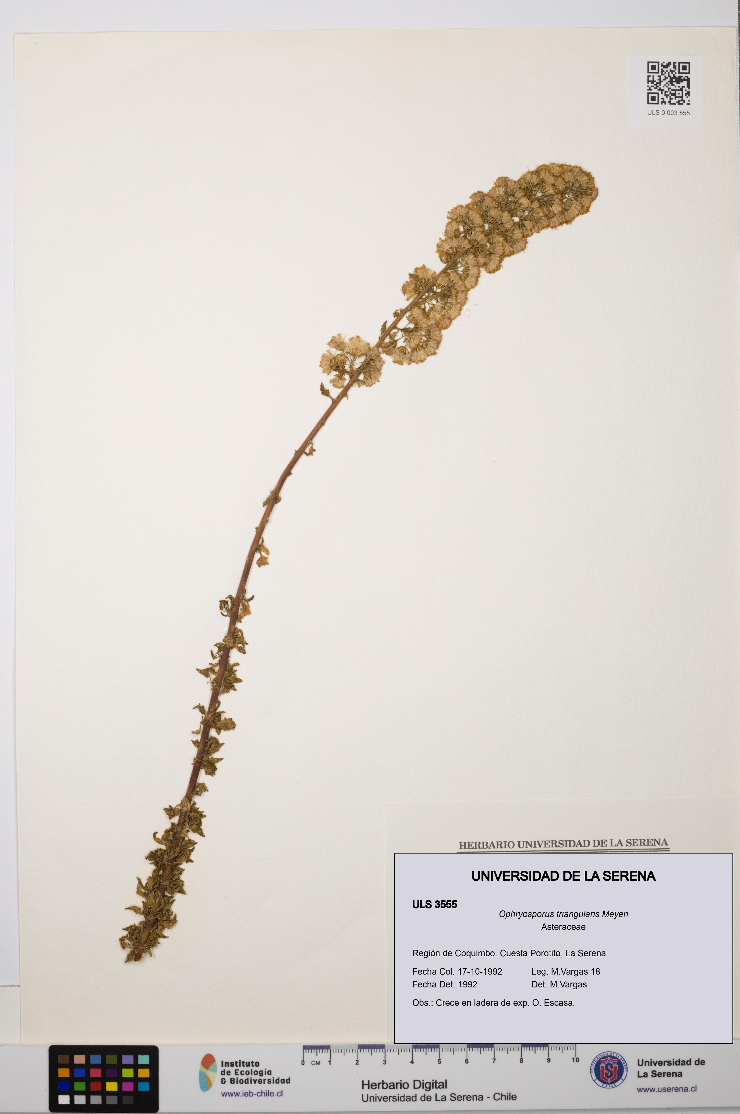 Ophryosporus triangularis [Espécimen: ULS:ULS:0003555]