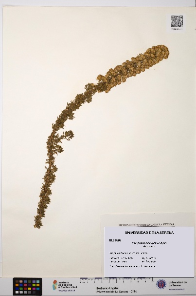 Ophryosporus triangularis [Espécimen: ULS:ULS:0003566]