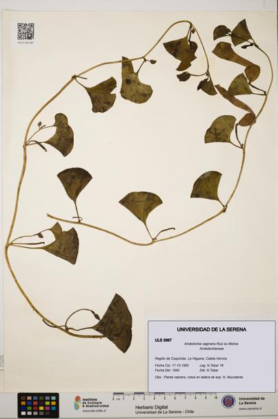 Aristolochia vaginans [Espécimen: ]