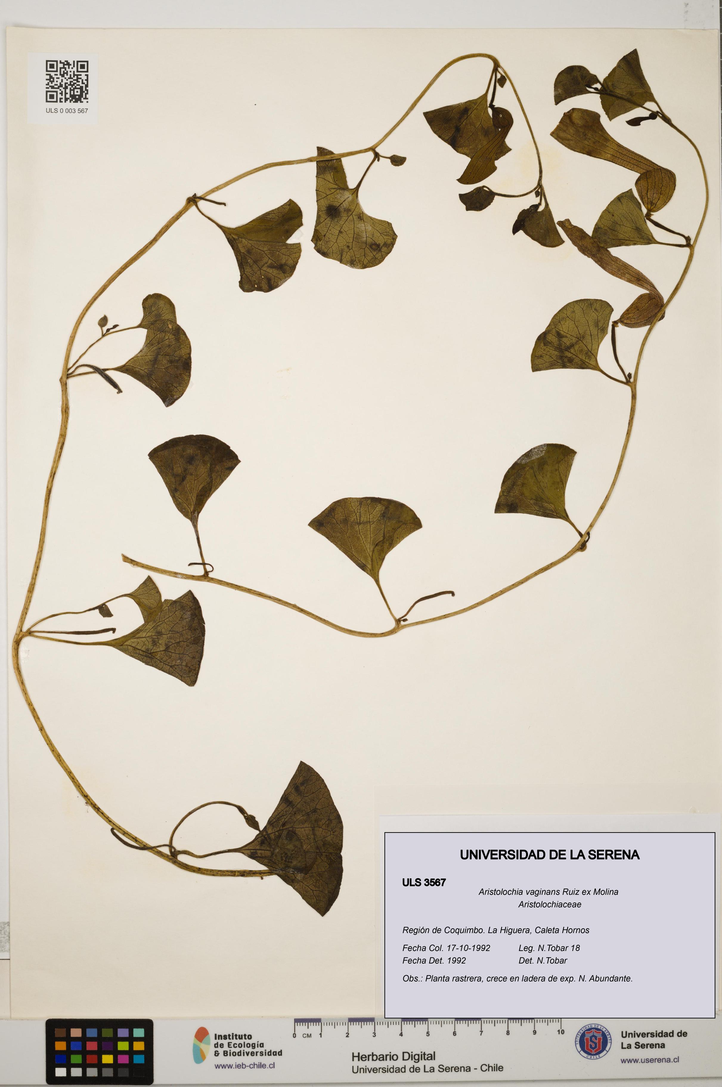 Aristolochia vaginans [Espécimen: ]