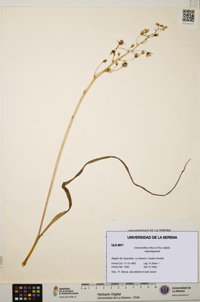 Oziroe biflora [Espécimen: ULS:ULS:0003571]
