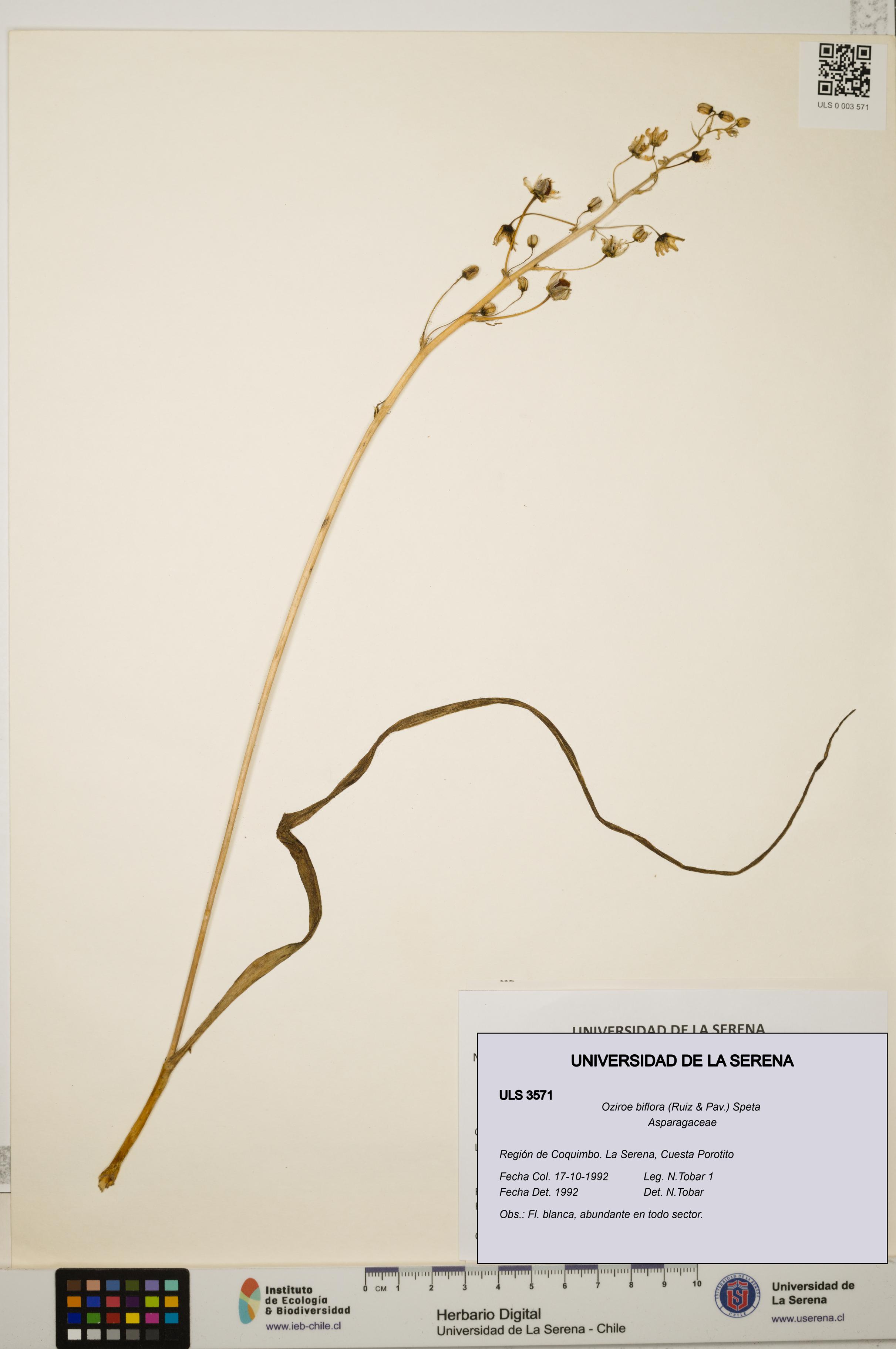 Oziroe biflora [Espécimen: ULS:ULS:0003571]