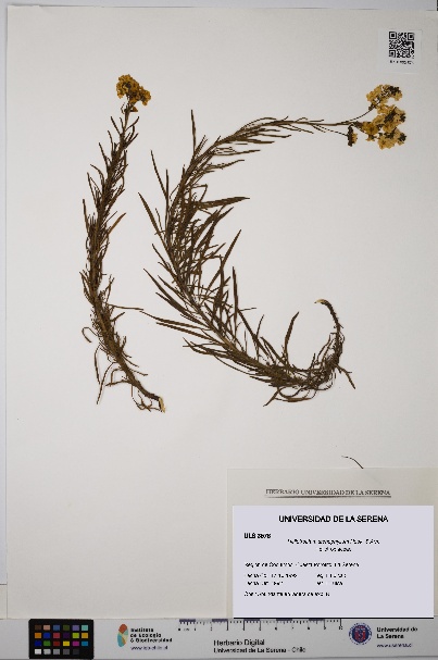 Heliotropium stenophyllum [Espécimen: ULS:ULS:0003578]