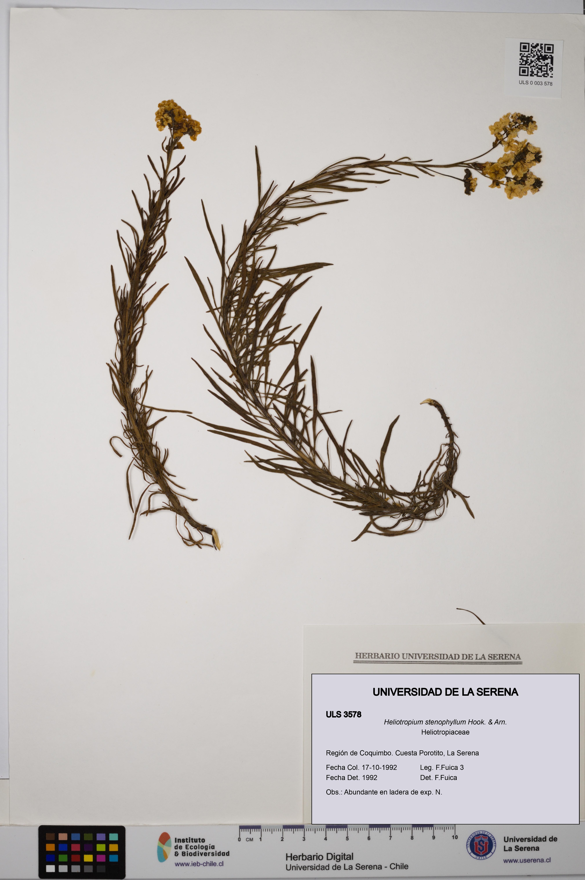 Heliotropium stenophyllum [Espécimen: ULS:ULS:0003578]