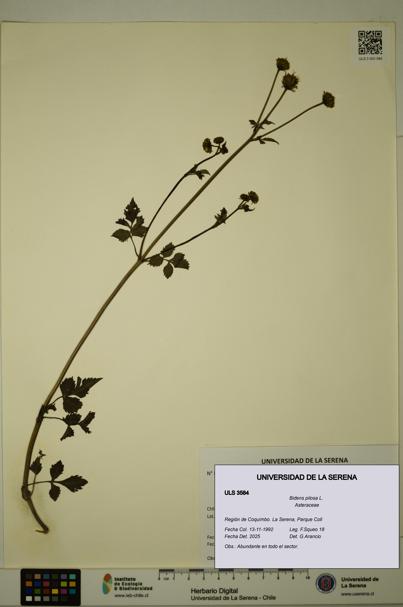 Bidens pilosa [Espécimen: ULS:ULS:0003584]