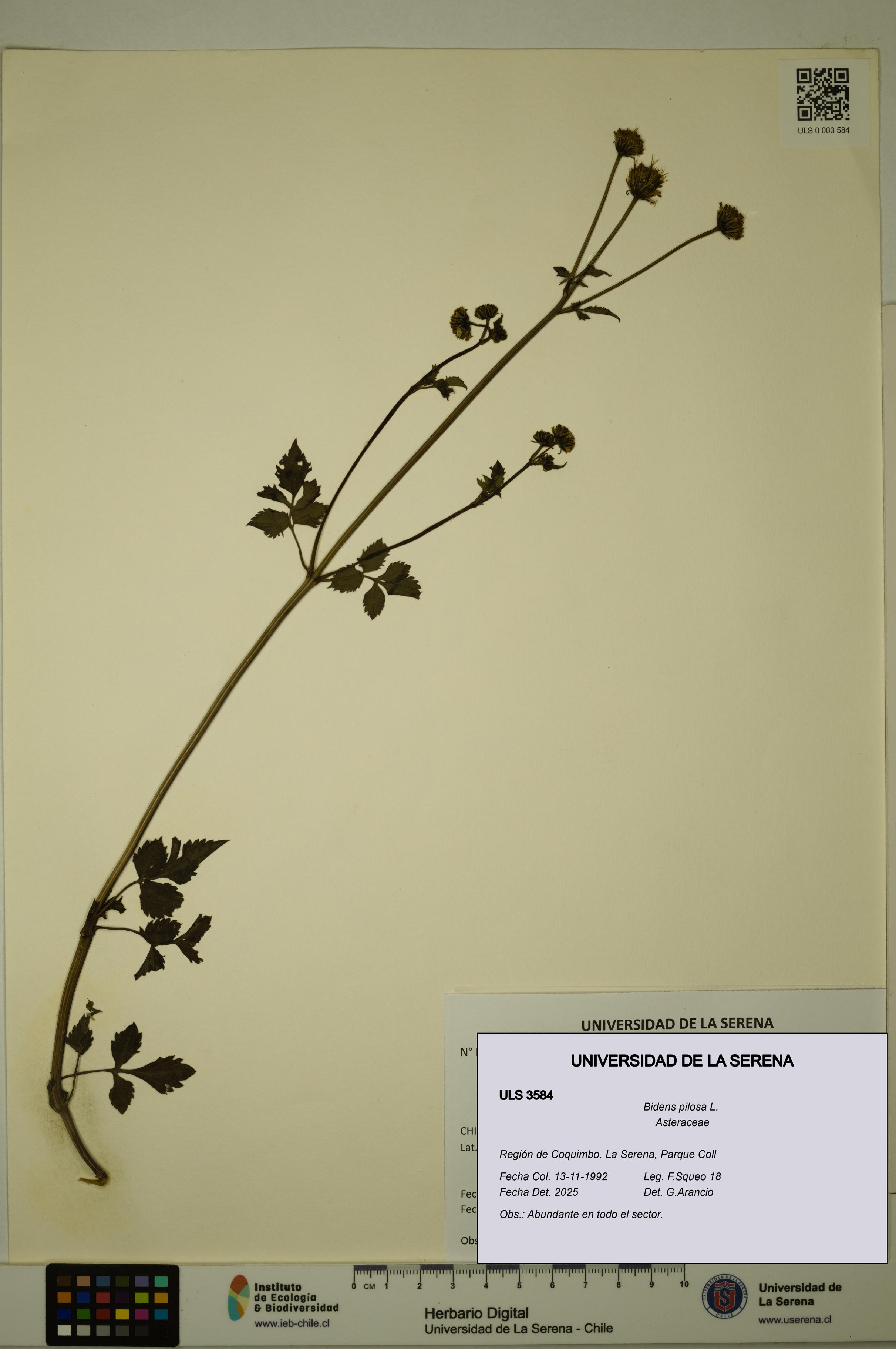 Bidens pilosa [Espécimen: ULS:ULS:0003584]