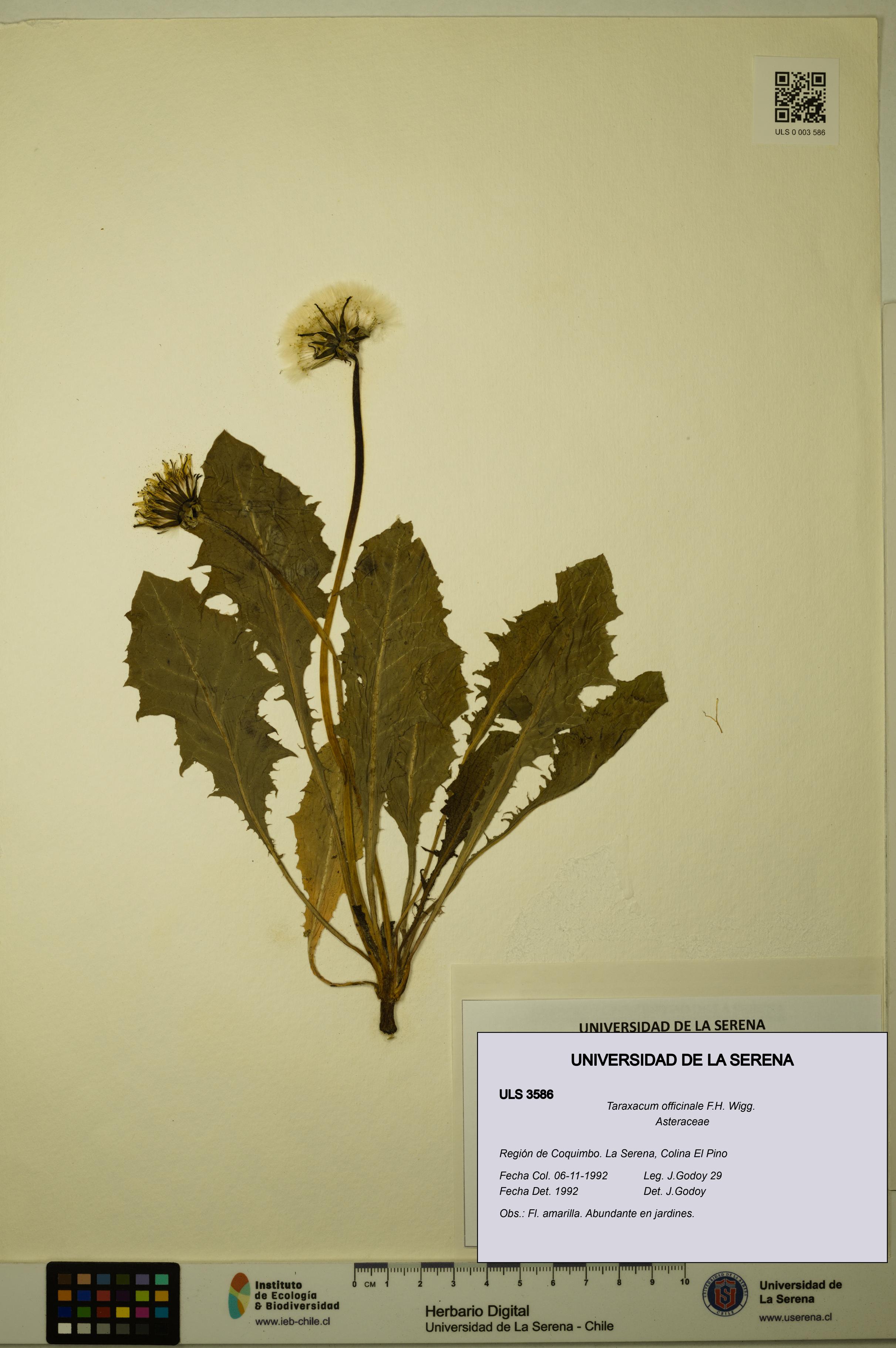 Taraxacum officinale [Espécimen: ULS:ULS:0003586]