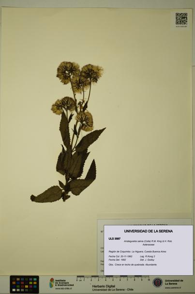 Aristeguietia salvia [Espécimen: ULS:ULS:0003587]