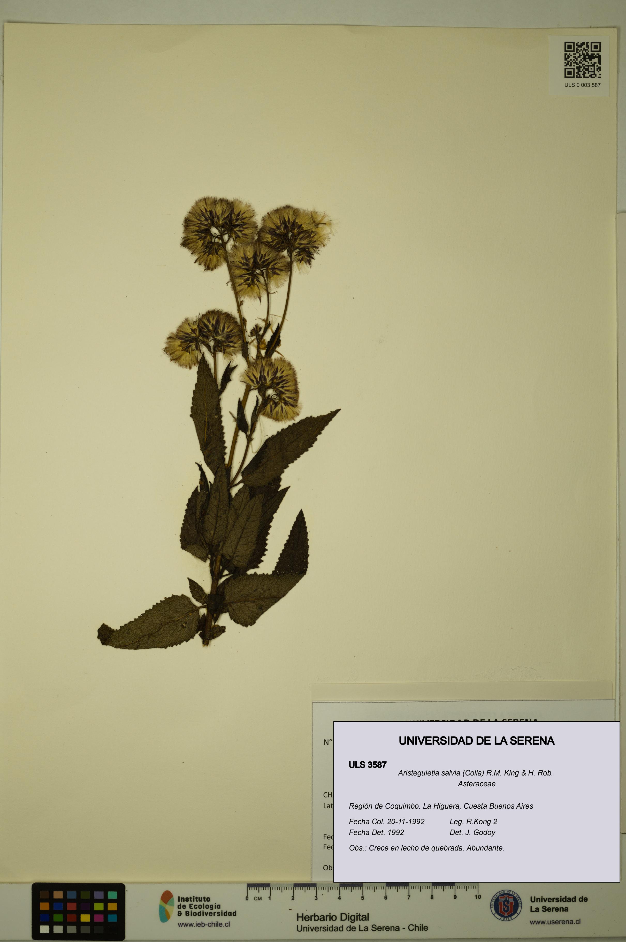 Aristeguietia salvia [Espécimen: ULS:ULS:0003587]