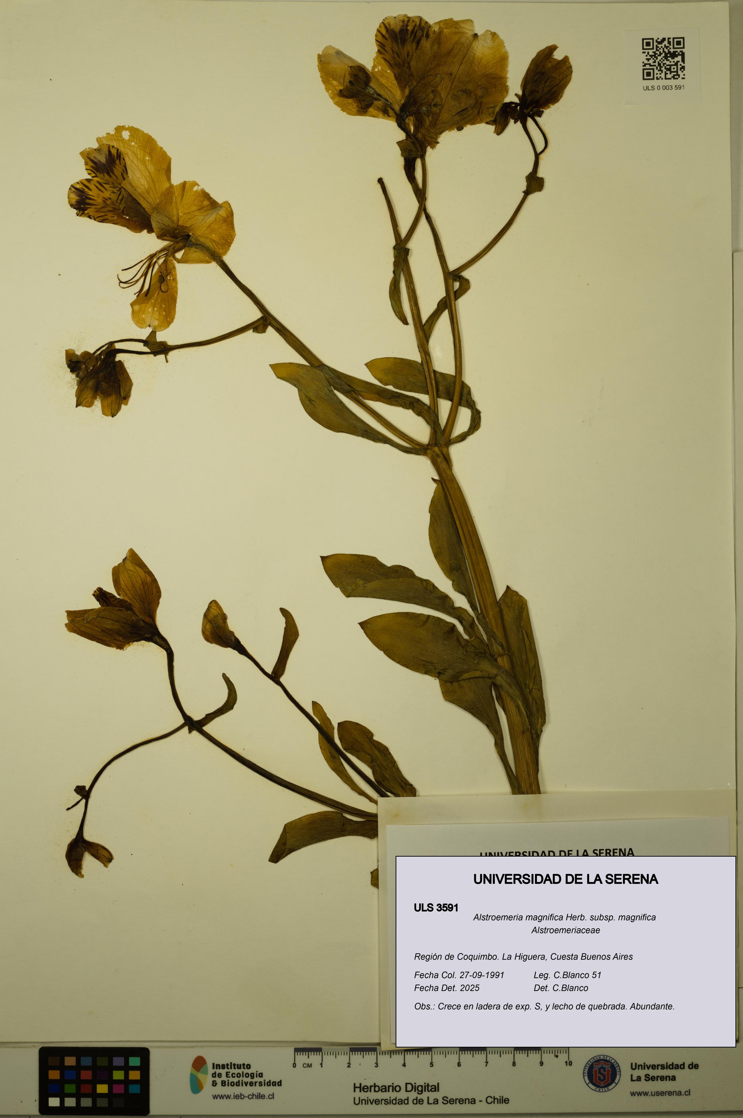 Alstroemeria magnifica [Espécimen: ULS:ULS:0003591]